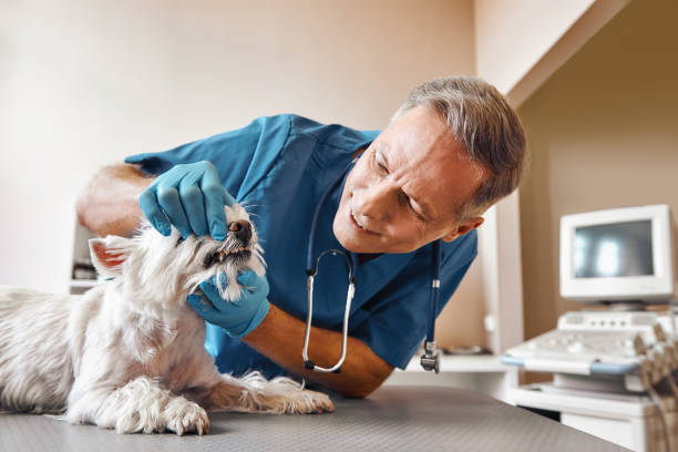 Best Dentist for Tooth Abscess  in Herald Harbor, MD